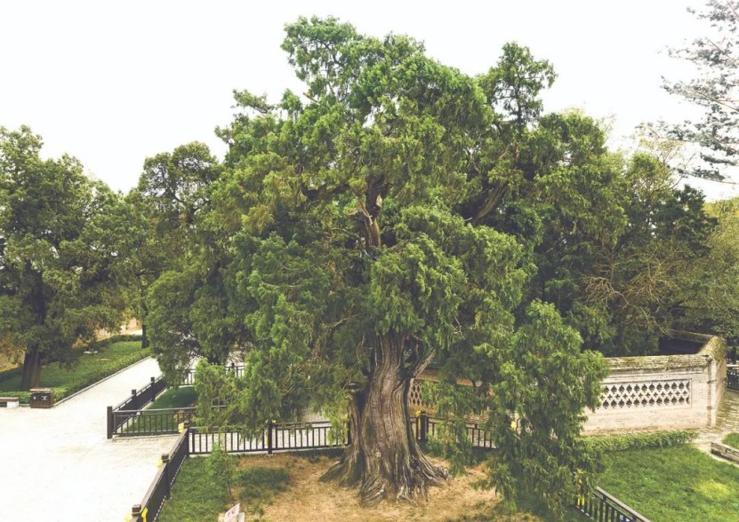 ennium-old trees in Shaanxi开元棋牌探秘陕西5株千年古树｜Visit 5 mill(图1)